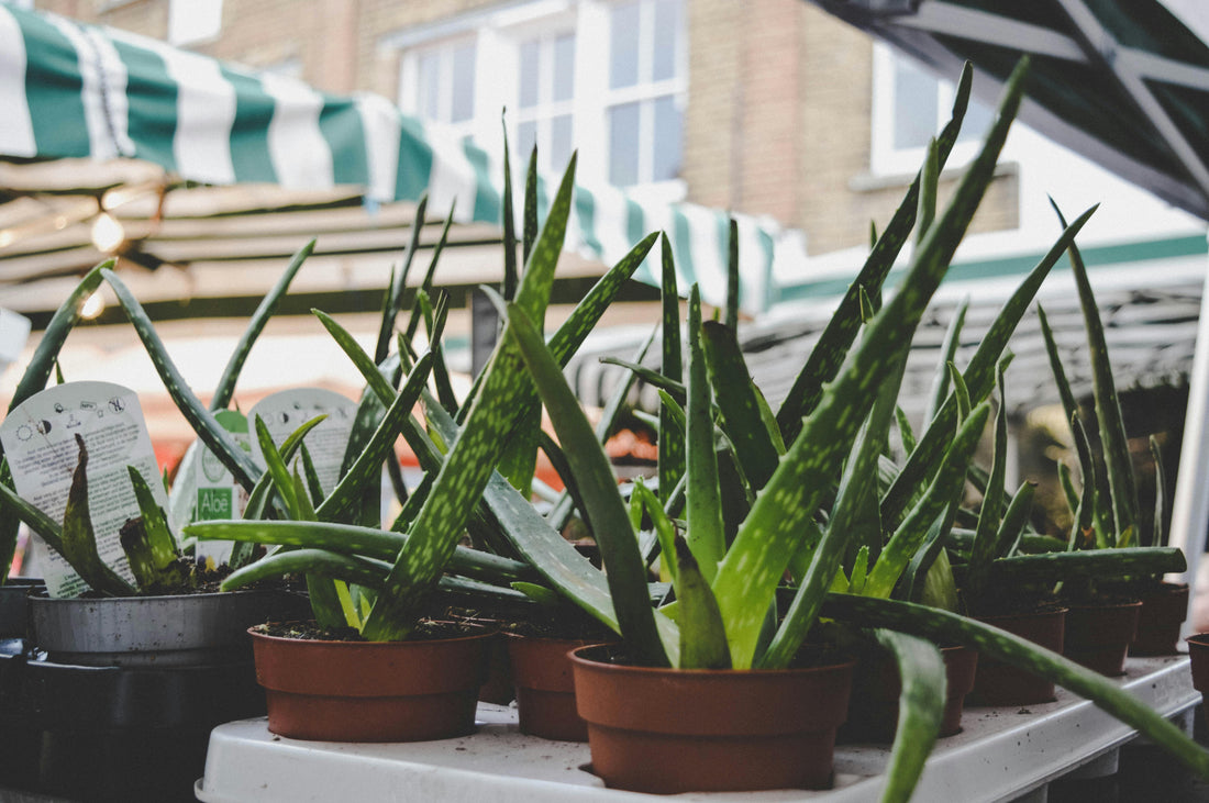Aloe Vera: The Ultimate Skin Soother