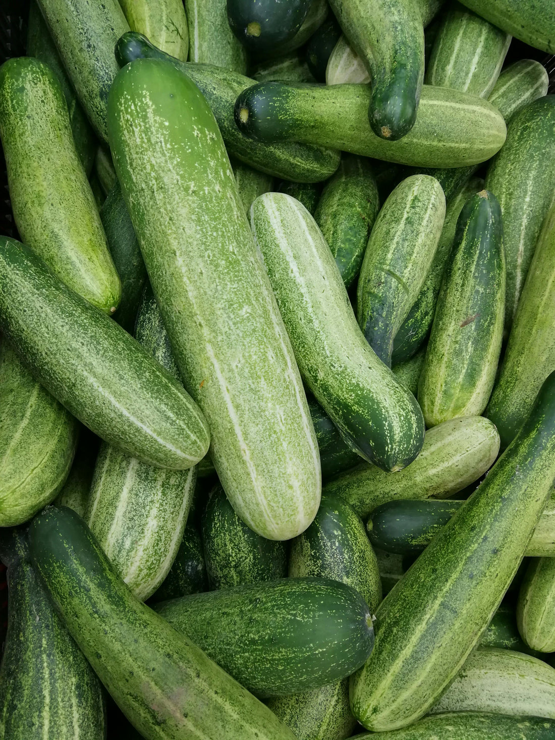 Cucumber: Nature’s Hydration Hero for Healthy, Glowing Skin