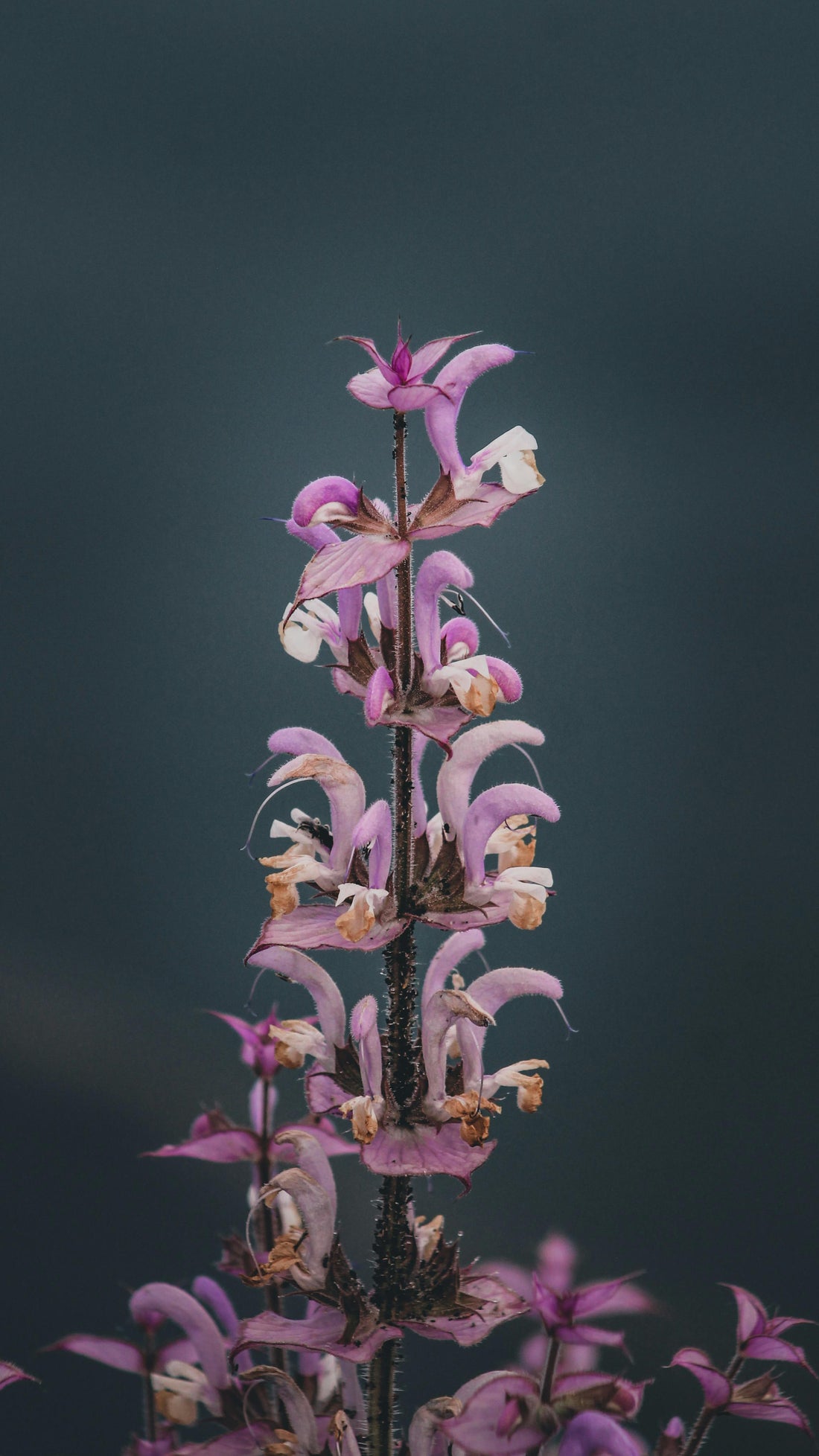 Clary Sage Essential Oil: Calm, Balance, and Hormonal Harmony ๐ฟ๐