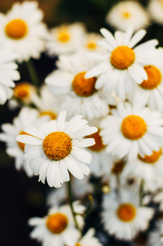Chamomile: Gentle Relief for Stress and Sleep