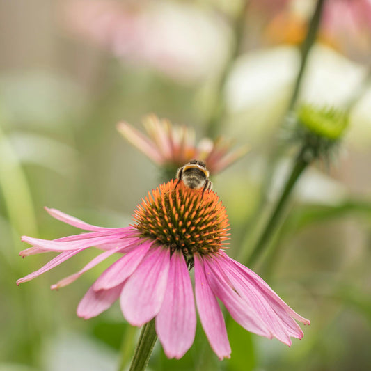 Echinacea: The Immune-Boosting Flower