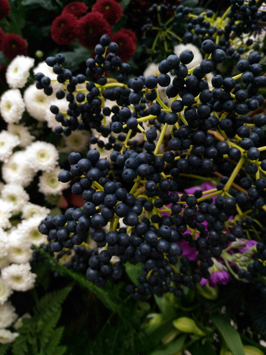 Elderberry: Nature’s Immune Defender