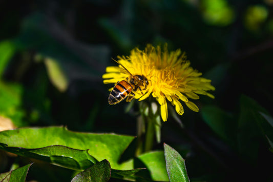 Dandelion Root: A Natural Tonic for Digestive Health