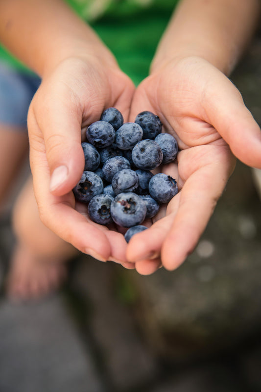 Blueberries: The Antioxidant Superfood for Brain and Body
